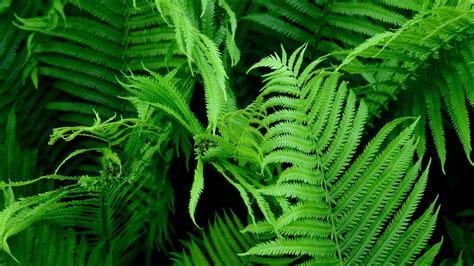 Wallpaper Fern Branch Plant Macro Green Bushes Hd Picture Image