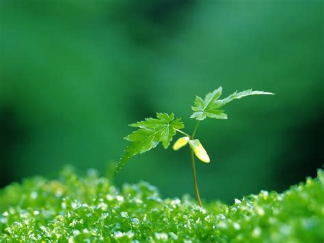 1600x1200 Grass Sprout Green Young Wallpaper  Coolwallpapersme