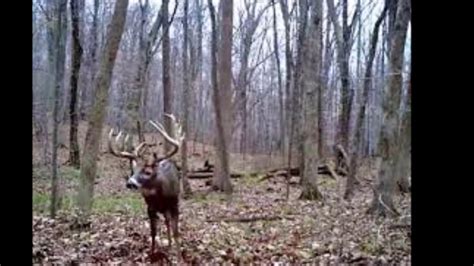Big Whitetail Bucks On Trail Cameras Youtube