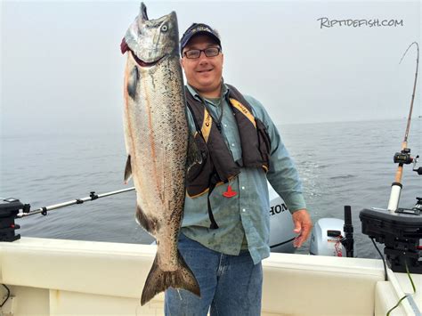 12 Great Lures For Chinook Salmon Fishing In Puget Sound Riptidefish