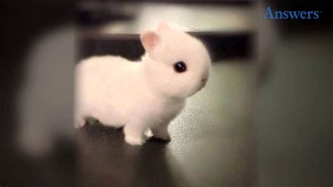 How Adorable Is This Little Baby Bunny Hes So Tiny And Cute He Doesn