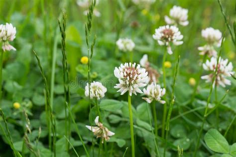 Trifolium Repens White Clover Flowers In Meadow Stock Image Image Of