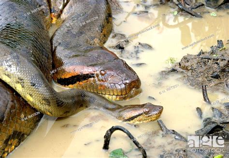 Green Anaconda Mating Female And Male Heads Eunectes Murinus