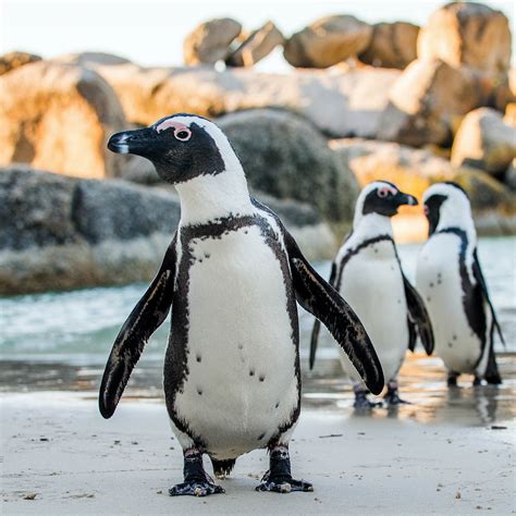 International African Penguin Awareness Day October 14 2023