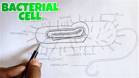 Bacterial Cell Labelled Diagram How To Draw Bacteria Cell YouTube