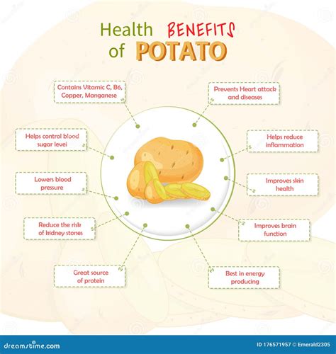 health benefits of potato potatoes nutrients infographic template vector illustration stock
