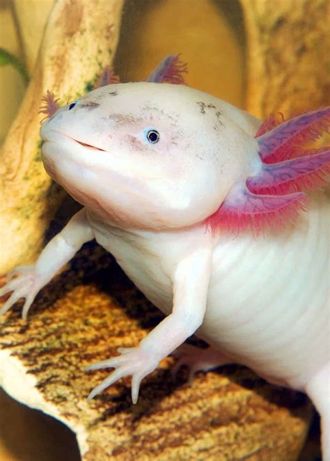 Full Grown Axolotl