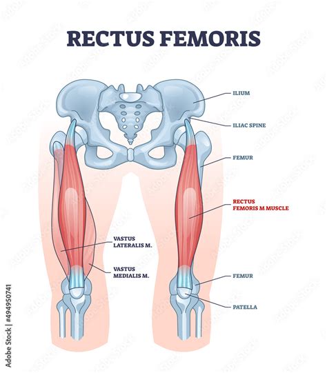 Rectus Femoris Muscle As One Of Quadriceps Muscular Group Outline