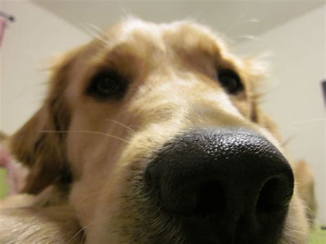 Golden Nose Beautiful Dog Breeds Cute Little Animals Most Beautiful