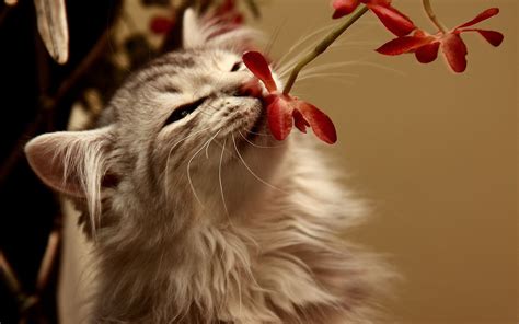 cat smelling the flower wallpapers and images wallpapers pictures photos