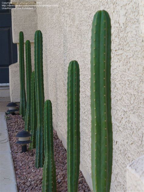 How to grow a cactus. PlantFiles Pictures: Echinopsis Species, Achuma, Aguacolla ...