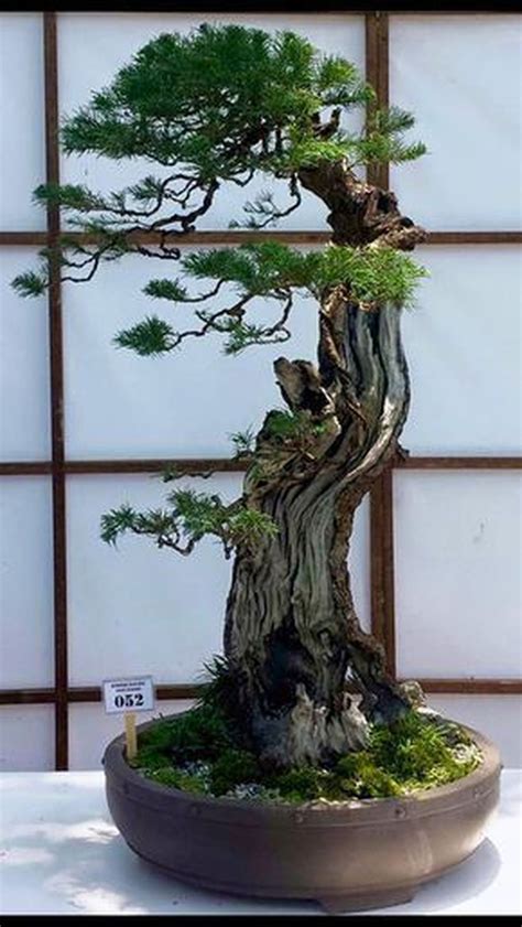 If your bonsai tree is struggling, you may be able to revive it. 30+ Favorite Bonsai Tree Ideas For Your Garden | Indoor ...