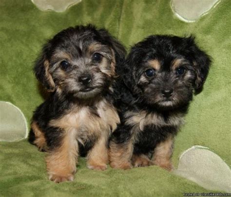 Don't miss your chance to adopt one of these adorable breeds. Yorkie Poo Puppies For Sale In Texas - Pets Lovers