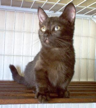 The munchkin cat is a relatively new breed compared to more established breeds, such as the maine coon or the american shorthair. Shortlegs Cat Munchkin FOR SALE ADOPTION from Kuala Lumpur ...