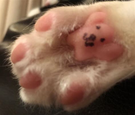 What Are Toe Beans Cat World