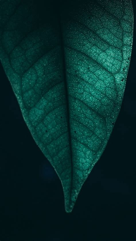 Green Leaf Close Up Macro Nature Plant Hd Phone Wallpaper Peakpx