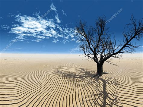 Dry Tree In Desert — Stock Photo © Njaj 6608486