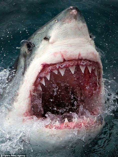 smiling shark that looks just like bruce from finding nemo white sharks shark pictures great