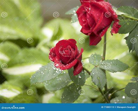 Red Rose On The Rain Stock Image Image Of Blossom Drops 71885113