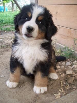 A rough coat is medium length and is flat or slightly while a smooth coat is short. Tri colour Border Collie :) | Collie puppies, Border collie puppies, Animals beautiful