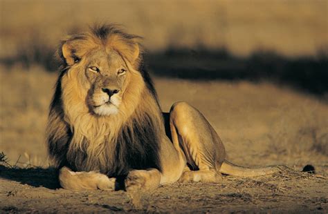 African Male Lion Garry Kelly Safaris