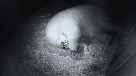 polar bear gives birth to twin cubs in australia