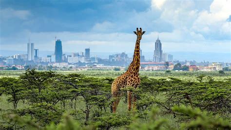 Nairobi National Park Kenya Nairobi Safari Tour