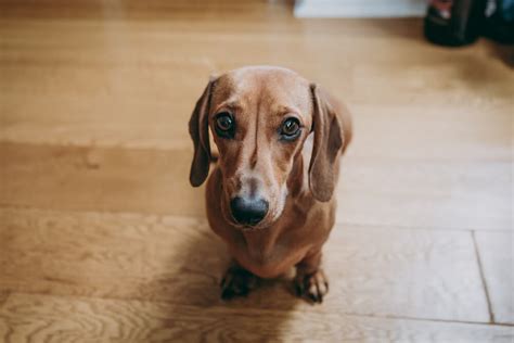 5 Crucial Training Commands That Every Dachshund Must Know For My