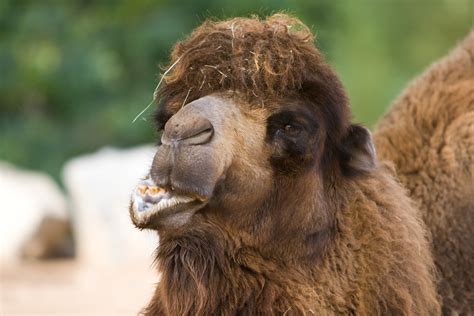 Camels' humps consist of stored fat, which they can metabolize when food and water is scarce. Sally the Camel | She had 2 humps. | Caleb Keiter | Flickr