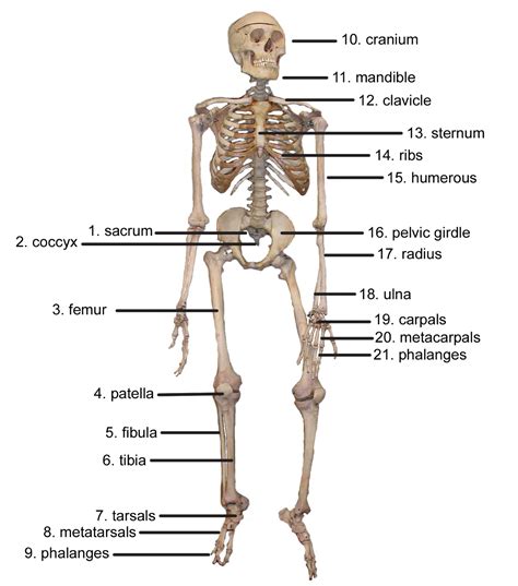 Diagram Human Body Bones Names Image Result For Skeleton Upper Arm