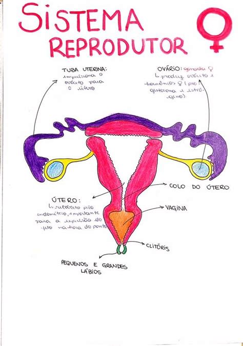 Mapa Mental Sistema Reprodutor Masculino E Feminino Ologia