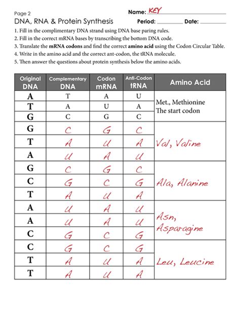 Rna polymerase iii transcribes an array of rna genes, including but not limited to trna and 5s rrna genes.2. Transcription And Translation Worksheet Answers Pdf - Worksheetpedia