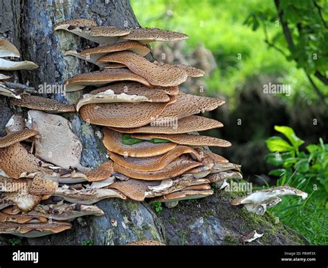 Shelves Of Dryads Saddle Fungus Polyporus Squamosus Aka Cerioporus
