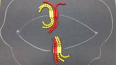 30 Cell Cycle Division Mitosis Beads Diagram Wiring