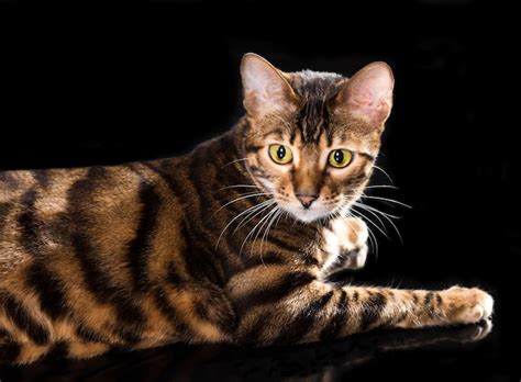 7 Cat Breeds That Look Like Wild Animals Yummypets