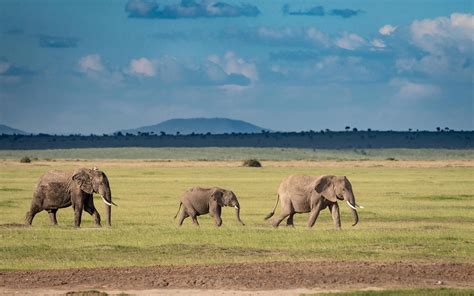 Amboseli National Park — Masai Mara Migration Safaris