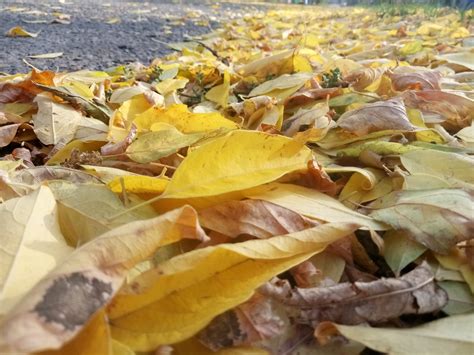 Yellow autumn leaves part 3 | RUS' NATURE