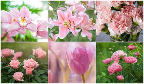 Popular Pink Flower Meanings Explained