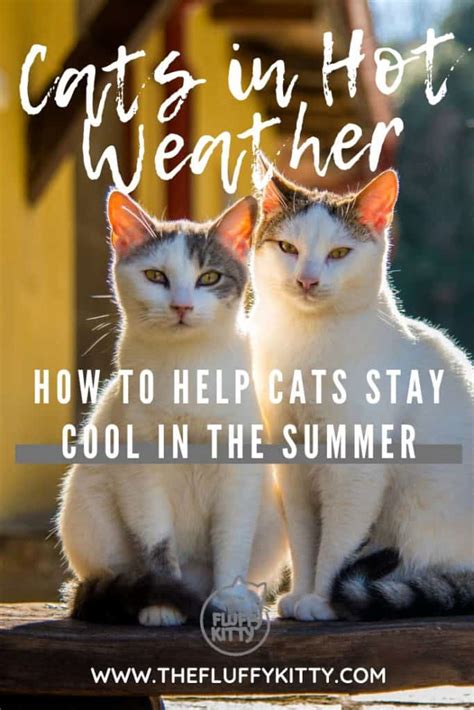 7 Tips How To Keep Your Cat Cool In Hot Summer Months The Fluffy Kitty
