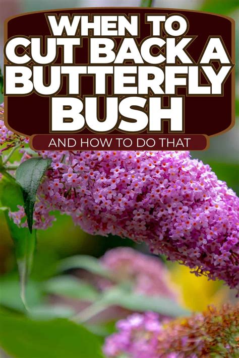 When To Cut Back A Butterfly Bush And How To Do That