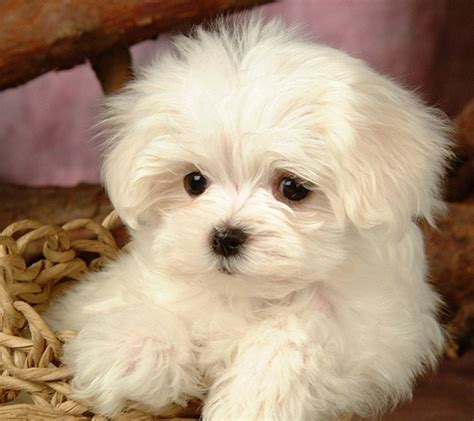 Maltese Maltese Terrier Dog Puppy Pictures And Wallpapers New Dog