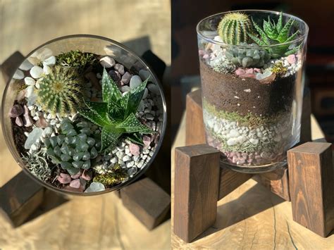 Gardening And Plants Mini Cactus Terrarium Making Kits Home And Hobby