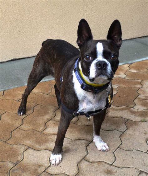 Discover a boston terrier's growth stages and what to expect in each phase. Boston Terrier Rescue Michigan | Top Dog Information