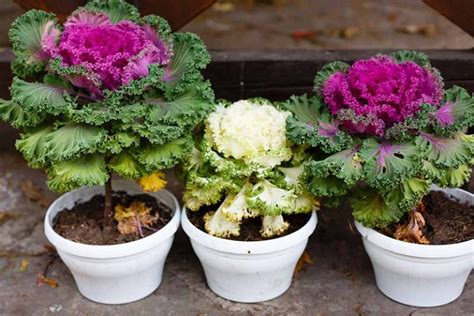 How To Grow Ornamental Flowering Kale Gardeners Path