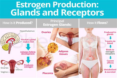 Estrogen Production Glands And Receptors Shecares