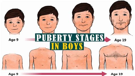 Stages Of Puberty In Babes