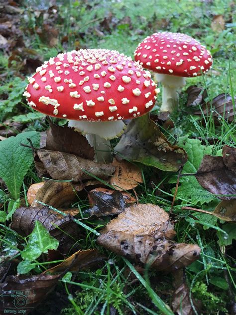 Mushroom Fungi Photo Competition New Forest Snaps Stuffed Mushrooms