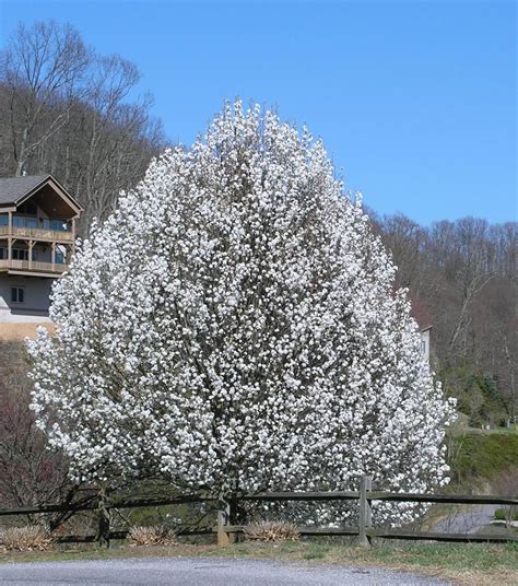 Cleveland Select And Bradford Pear Tree In 2020 Bradford Pear Tree