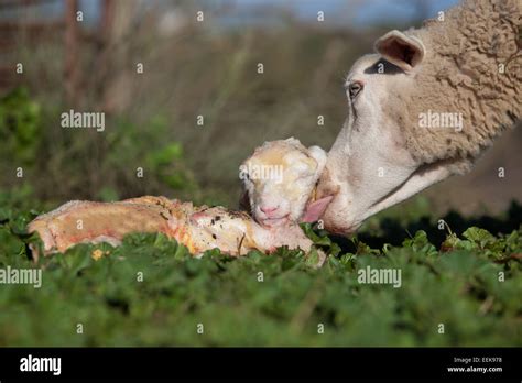 Baby Lamb And Her Maternal Sheep Mother Just After The Birth