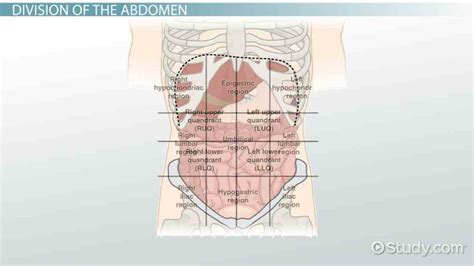 Study flashcards on abdominopelvic quadrants and regions at cram.com. Anatomy Quadrants And Organs - Quadrant (abdomen ...